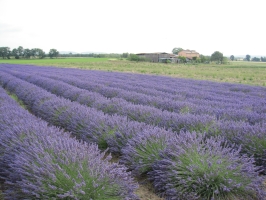 Azienda Agricola 1