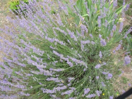 Dettaglio Lavanda 1