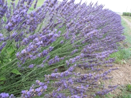 Dettaglio Lavanda 2