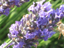 Dettaglio Lavanda 3
