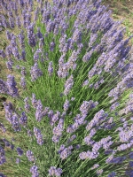 Lavanda 2