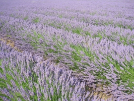 Lavanda 3