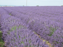 Lavanda 4