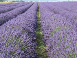Lavanda 5