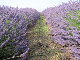 Lavanda 6
