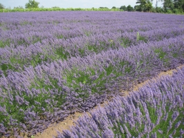Lavanda 7