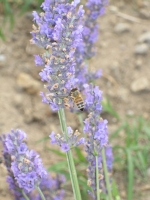 Lavanda Insetti 1