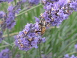 Lavanda Insetti 3