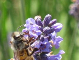 Lavanda Insetti 4