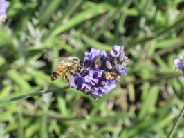 Lavanda Insetti 5