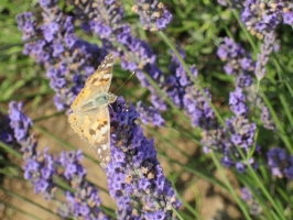 Lavanda Insetti 6