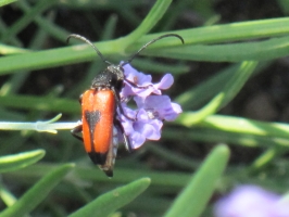Lavanda Insetti 7