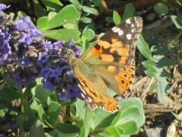Lavanda Insetti 8