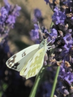 Lavanda Insetti 9