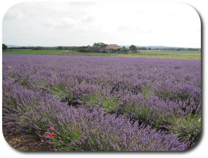 Foto dell'Azienda Agricola Gubbiotti Lucia
